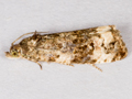 Endothenia marginana